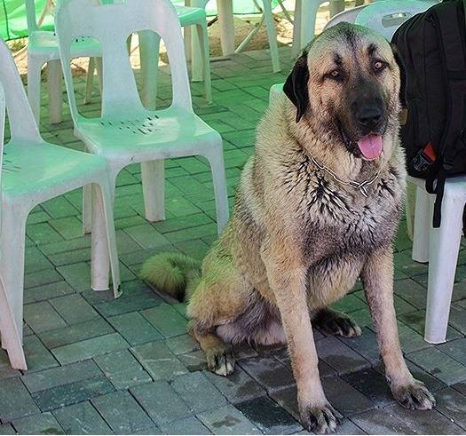 국내에서도 은근 많이 키우는 대형견들 | 인스티즈