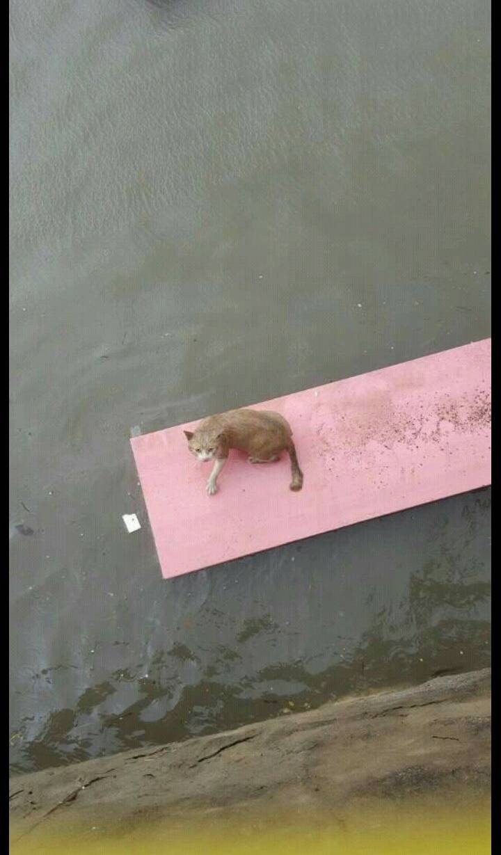 물에빠진 고양이ㅜㅜ | 인스티즈