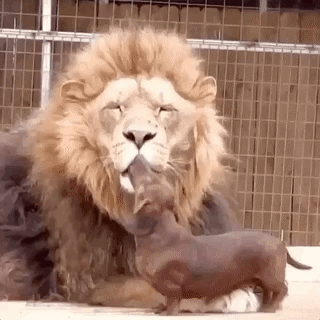 개와 냥이의 우정.gif | 인스티즈