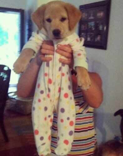 옷입는 동물들,, | 인스티즈