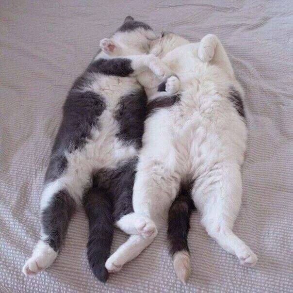 사이좋게 엉켜자는 고양이.jpg | 인스티즈