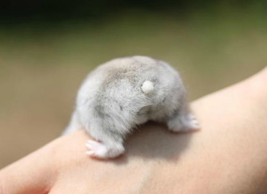 햄스터 궁딩이 | 인스티즈