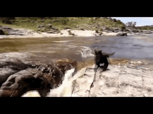 개끼리 돕고 살아야지 | 인스티즈