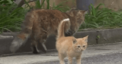 야수에게 습격당하는 다큐멘터리 카메라맨 ㄷㄷㄷ | 인스티즈