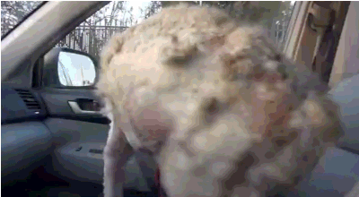 주인에게 버림받은 노숙자 강아지 마일리 | 인스티즈