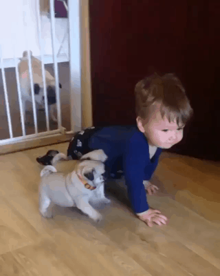 아기 위협하는 개 3마리.gif | 인스티즈