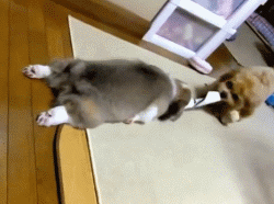 고양이와 강아지 | 인스티즈