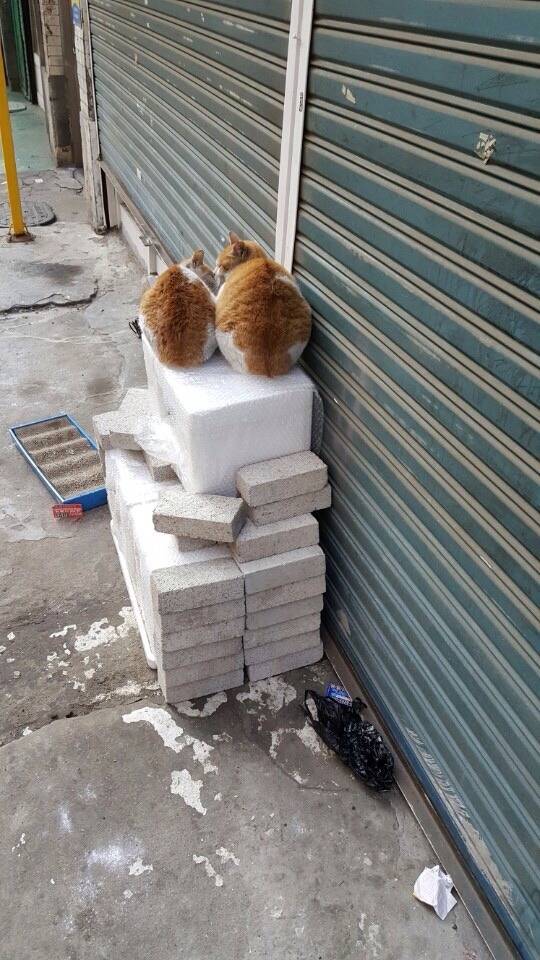 고양이에게 핫팩을 줘봤습니다 추가짤 | 인스티즈