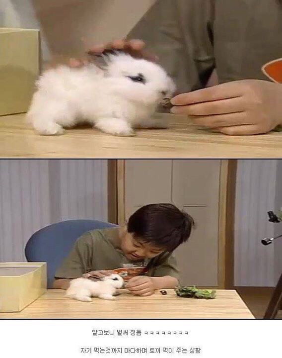 다시보는 레전드 토끼사건 | 인스티즈