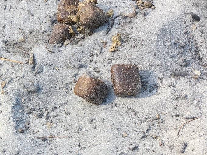 웜뱃이 정육면체 똥 싼다길래 찾아봄.jpg(진짜 똥 주의) | 인스티즈