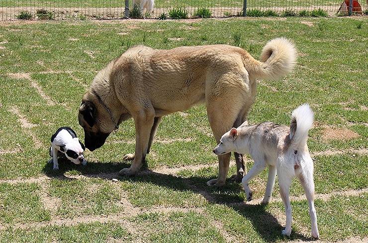 국내에서도 은근 많이 키우는 대형견들 | 인스티즈