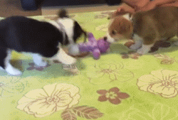 고양이와 강아지 | 인스티즈