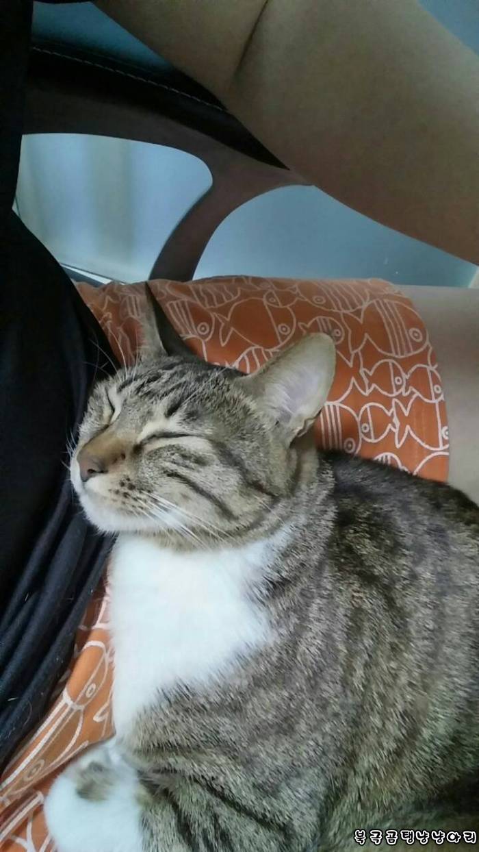 고양이를 싫어하던 떄가 있었다.(사진많음주의) | 인스티즈