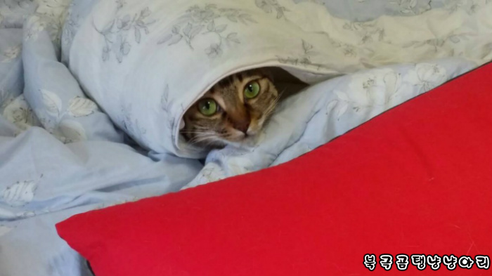 고양이를 싫어하던 떄가 있었다.(사진많음주의) | 인스티즈