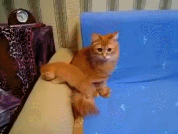 위협을 해도 귀여운 아기 고양이 gif | 인스티즈