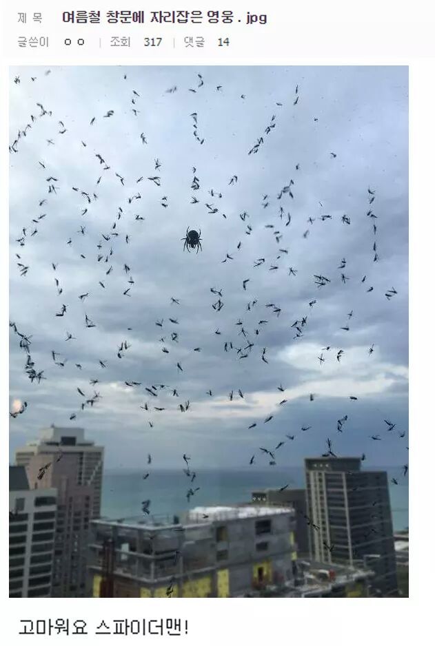 여름에 거미를 키워야 하는 이유 | 인스티즈