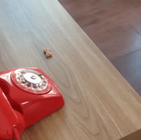 퍼그의 과자먹기 | 인스티즈