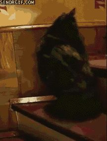 꼬리랑 노는 고양이들 | 인스티즈