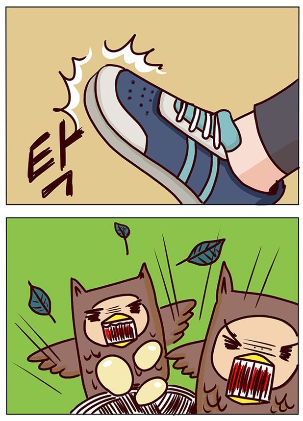 수리부엉이가 천연기념물인 이유 | 인스티즈