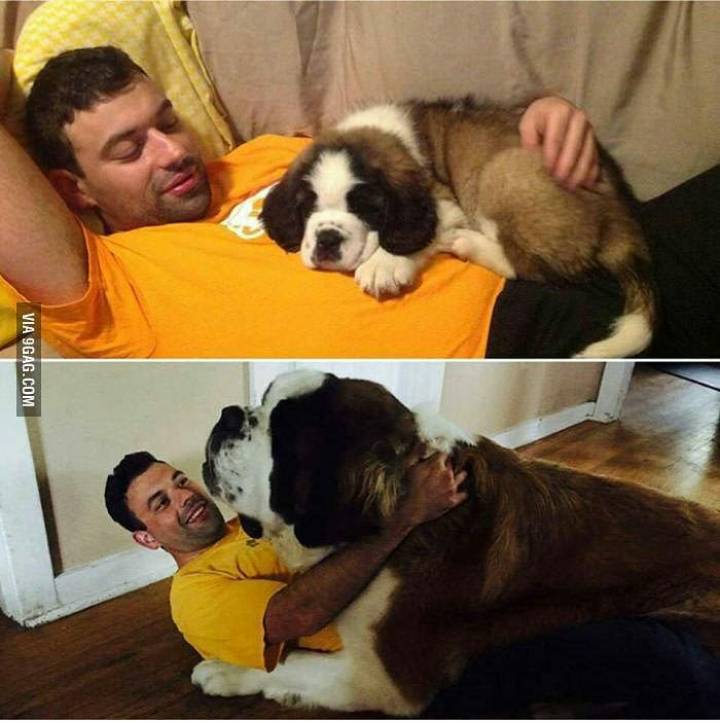 강아지 확대범.jpg | 인스티즈