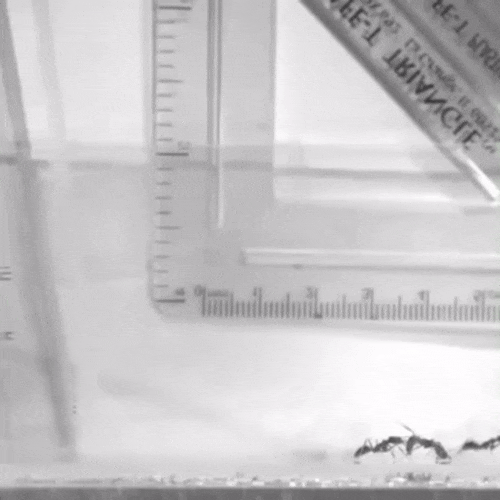 개미의 흔한 점프력.gif | 인스티즈