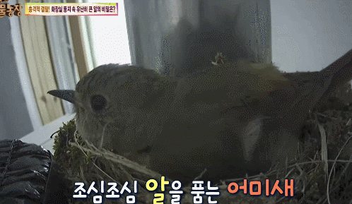 [동물농장] 다른 새끼 새 다 죽이면서까지 남의 둥지에서 자라는 뻐꾸기 | 인스티즈
