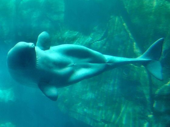 먼 옛날 인어로 오해받은 적이 있는 벨루가 | 인스티즈