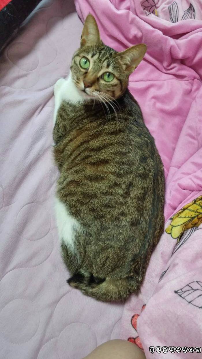 고양이를 싫어하던 떄가 있었다.(사진많음주의) | 인스티즈