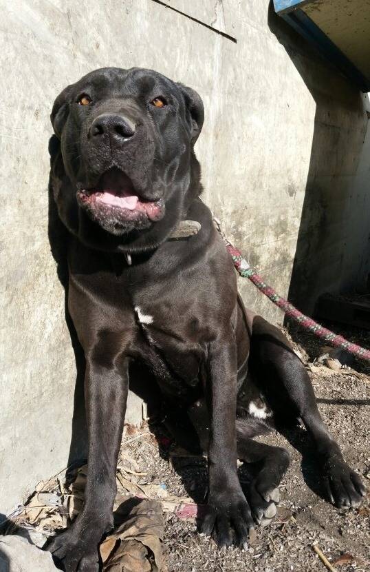 국내에서도 은근 많이 키우는 대형견들 | 인스티즈