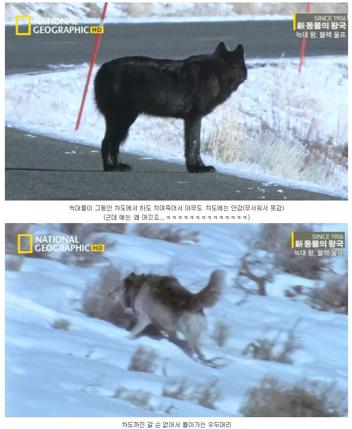 떠돌이 검은늑대 | 인스티즈