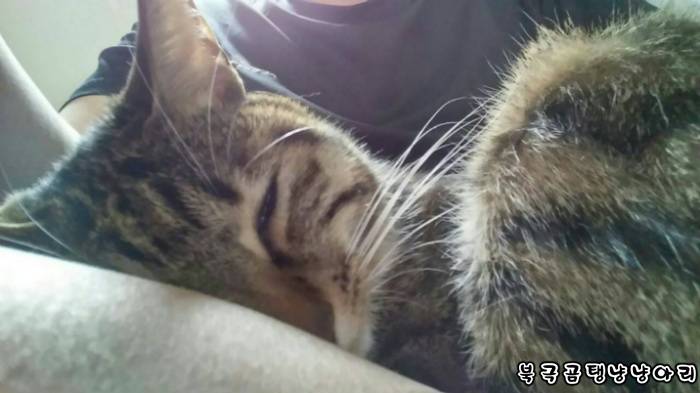 고양이를 싫어하던 떄가 있었다.(사진많음주의) | 인스티즈