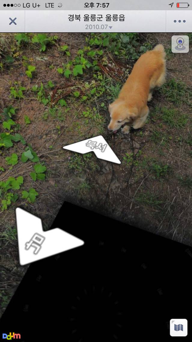 리트리버의 친화력(feat. 로드맵) | 인스티즈