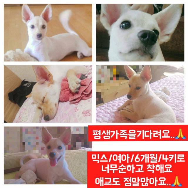 안락사명단 아이들 보고가줘ㅠㅠ 엄청많아.. | 인스티즈