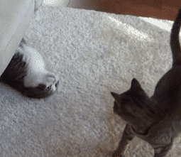 고양이와 강아지 | 인스티즈