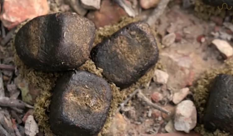 웜뱃이 정육면체 똥 싼다길래 찾아봄.jpg(진짜 똥 주의) | 인스티즈