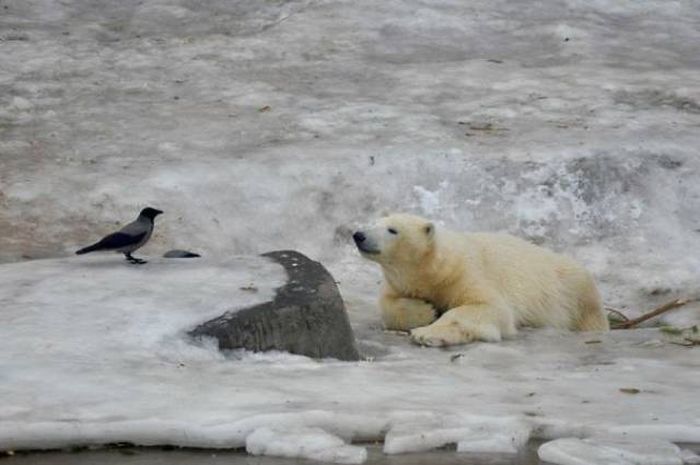 천하무적 까마귀.jpg | 인스티즈