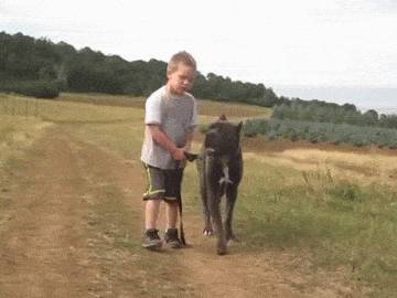 견종 이야기 - 케인 코르소 | 인스티즈