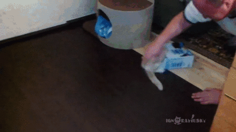 고양이들이 좋아하는 놀이 | 인스티즈