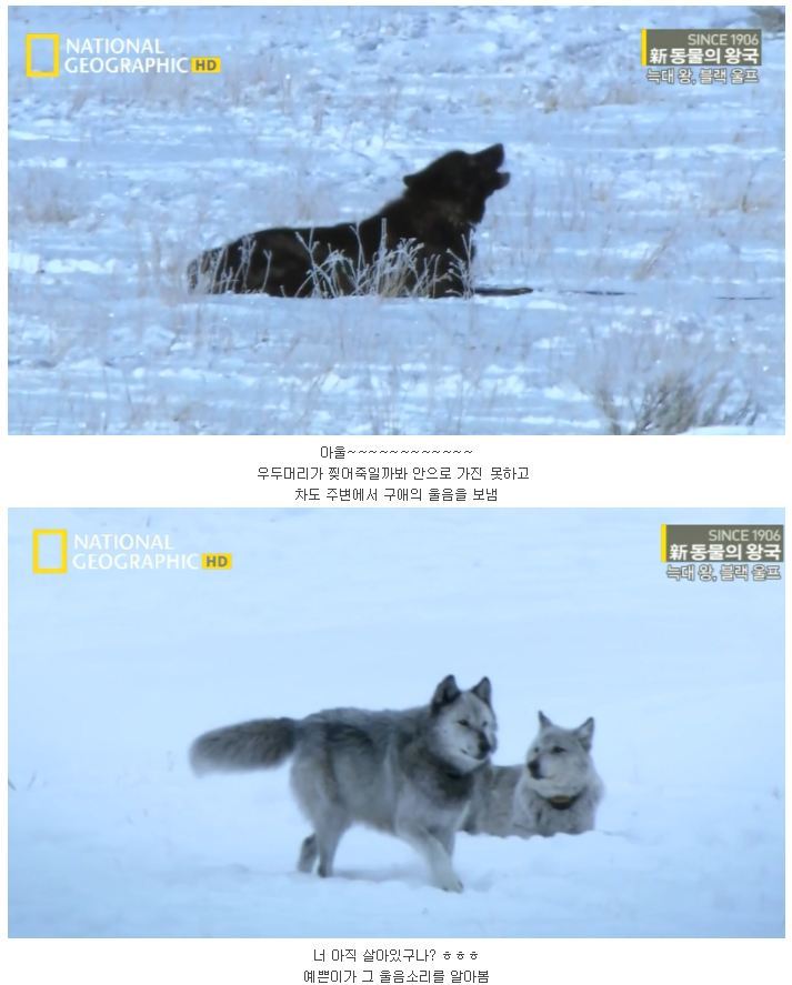 떠돌이 검은늑대 | 인스티즈