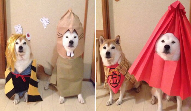 옷입는 동물들,, | 인스티즈