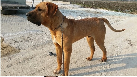 국내에서도 은근 많이 키우는 대형견들 | 인스티즈