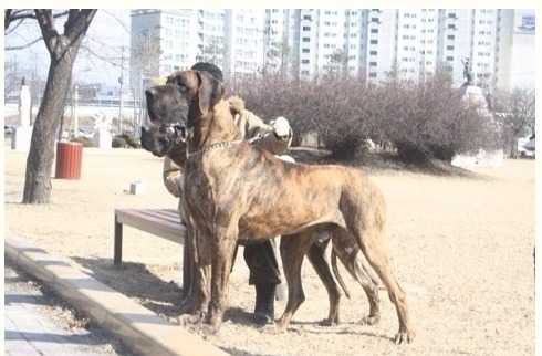 국내에서도 은근 많이 키우는 대형견들 | 인스티즈