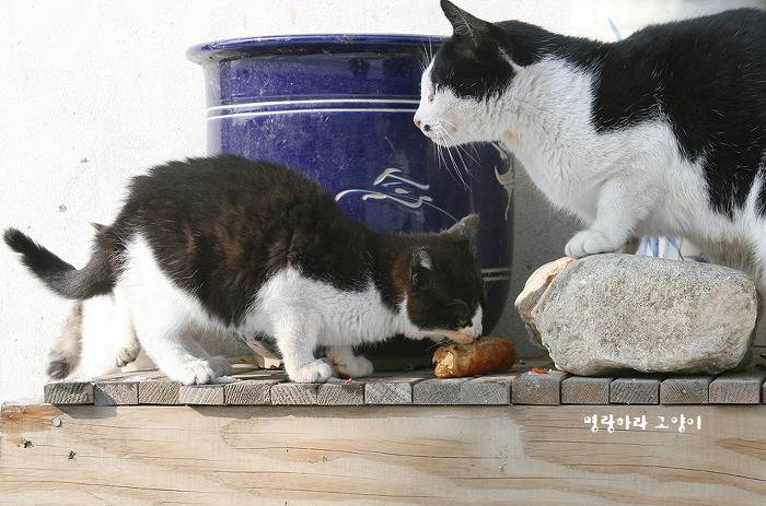 엄동설한에 총각무 나눠먹는 고양이 | 인스티즈