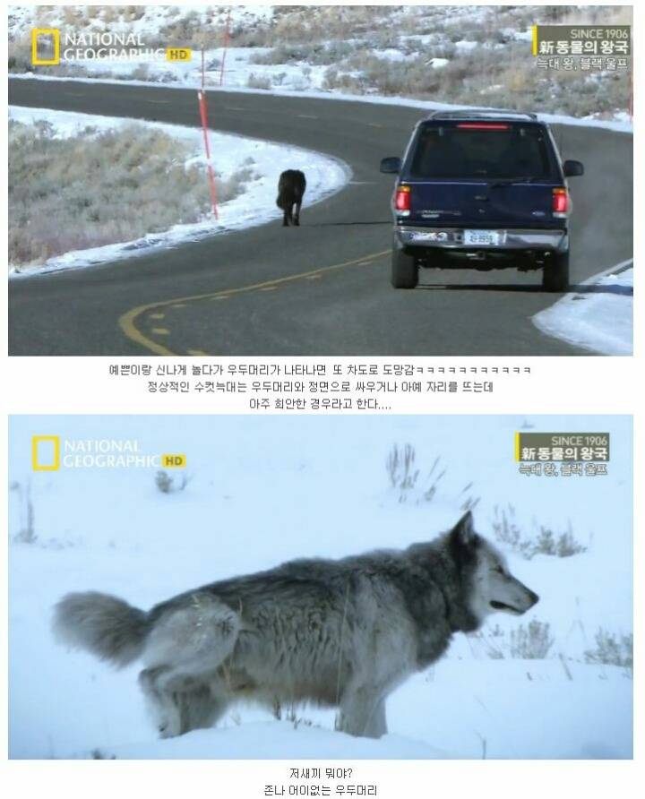 떠돌이 검은늑대 | 인스티즈