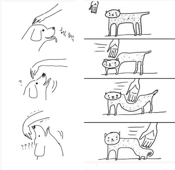 개와 고양이의 차이 | 인스티즈