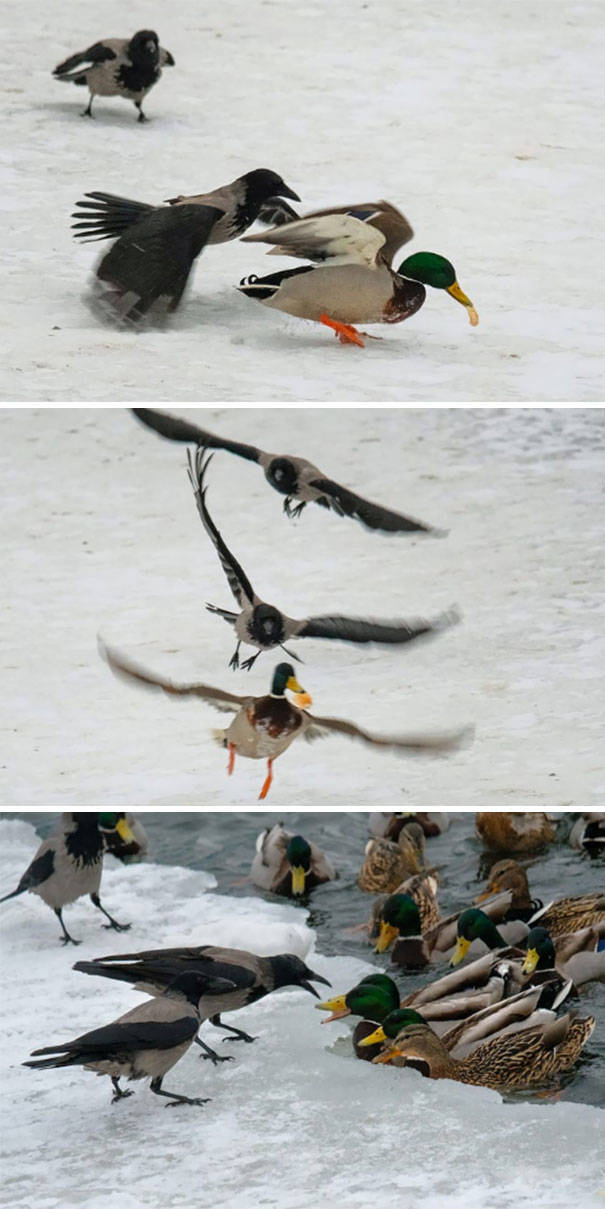 천하무적 까마귀.jpg | 인스티즈