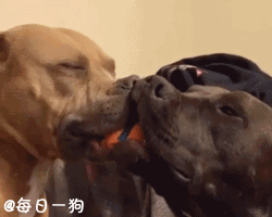 고양이와 강아지 | 인스티즈