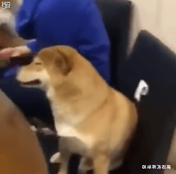 재채기 하는 시바.gif | 인스티즈