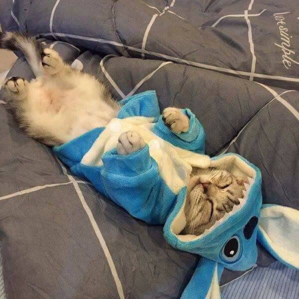 고양이한테 인생 잠옷 사줌.jpg | 인스티즈