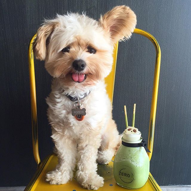 미식가 강아지 뽀빠이 | 인스티즈